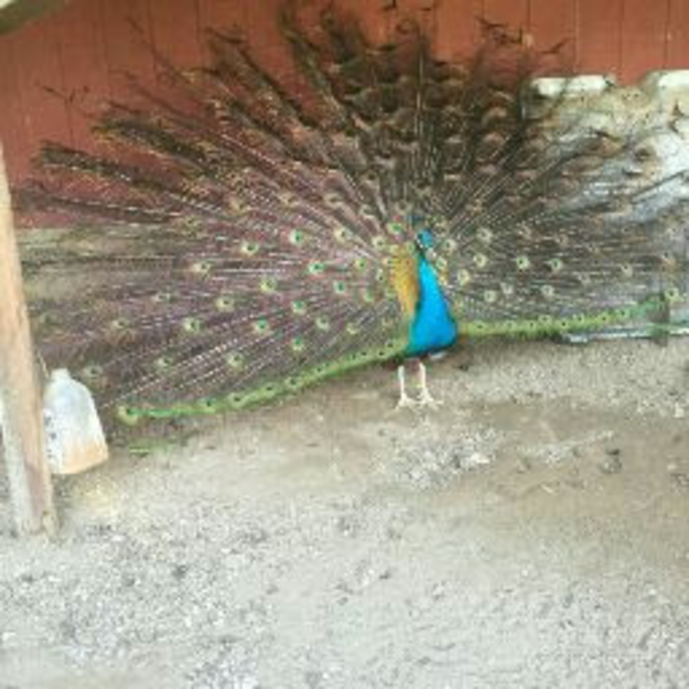 Meet your Posher, Andrea